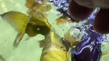 养蝴蝶鲤#水族器材 #鱼缸里的大自然 #观赏鱼 #鱼食 #喂食 首先养好水选择好优质饲料