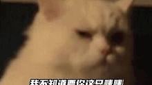 咪什么咪烦死了！#不知道这只猫到底有什么用 （来源：不晚Mya）