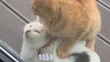 天气太冷冻jiojio 橘猫把白猫踩在身下当脚垫