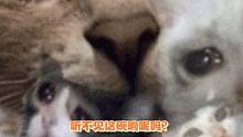 猫：聋点好啊，盲点也好啊