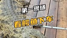 第一现场看鳄鱼下车 #热点60秒 #真实户外