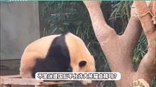 大熊猫成精了，福宝翻栏外吃自助餐被抓包，被饲养员打屁股教育 #大熊猫福宝翻栏外吃自助餐被抓包 #福宝