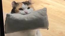 #猫猫 看着它可怜巴巴的小眼神谁能忍心拒绝呀