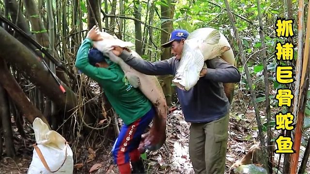 荒野捕鱼：亚马逊渔民使用最原始的捕鱼方式，抓捕鱼中贵族！