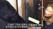 大猩猩用手语告诉饲养员，她送给自己的猫咪贪玩被撞不在了，自己