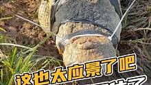 这也太应景了吧，鳄大哥对不住了#鳄鱼 #鳄珍 #鳄鱼养殖场 #鳄鱼哥