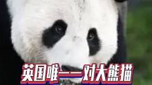 英国唯一一对大熊猫将于12月回国