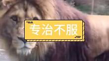 狮子专治怒路症