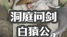 洞庭问剑老一白猿公攻略#逆水寒手游 #逆水寒手游攻略