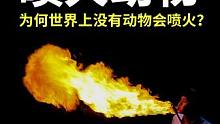 为何大自然中 没有会喷火的动物？#涨知识 #科普 #喷火