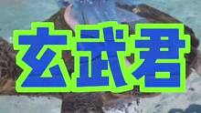 逆水寒手游必领坐骑玄武君获取攻略！#逆水寒手游 #逆水寒手游攻略 #逆水寒手游坐骑 #樱桃派对