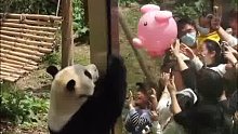 被小猪气球吸引的熊猫像个小孩子，网友：快给它买
