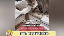 猫：好快的速度 我在那它也在哪里 是个高手