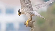 松鼠成了老鹰的空中玩具接力捧