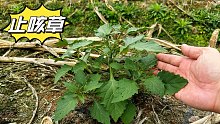 农村不起眼的“止咳草”，很多人却不认识，快来认识并了解一下吧