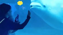 妈妈带宝宝去看白鲸，白鲸低头确认是小孩 张嘴吓唬，网友：那么多年了 它还爱整这一出