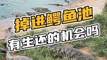 掉进鳄鱼池有生还的机会吗？#鳄鱼 #鳄珍 #鳄鱼哥
