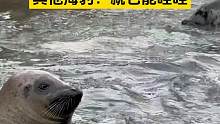 “话痨”小海豹不要太可爱，在池子里“哇哇哇”叫不停，其他海豹: 就它能哇哇 #海豹 #动物的迷惑行为