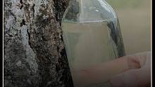 珍贵的白桦树汁#知识科普