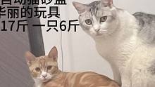 #记录猫咪日常 #我的小猫咪