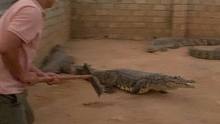 又菜又爱玩，鳄鱼都不带害怕的#鳄鱼养殖场