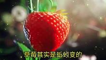 草莓其实是蚯蚓变的~