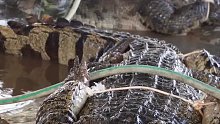 鳄鱼一生只在“上路”前洗一次澡！