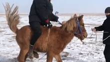 男孩们周末在雪地驯小马驹#马背上的民族 (编辑：努尔波拉提)