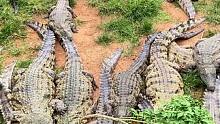 如果刷到这个视频，赶紧把你牛皮腰带换成鳄鱼皮的吧！#鳄鱼养殖场 #鳄鱼皮带