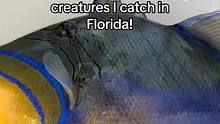 在佛罗里达钓到的酷鱼们