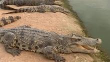 天气冷了让鳄鱼下去暖和一下