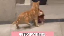 big胆！第一次就偷这么大一只！吃不完还努力打包带走了#努力的猫咪 #动物的迷惑行为 #看一遍笑一遍