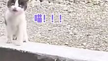 你是猫吗你就喵！！气鼠小猫咪了！！#娱乐评论大赏 #猫咪 #这谁顶得住啊