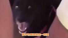吓得狗子都要说话了哈哈哈哈