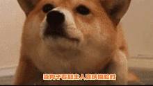 狗子们正在怀疑狗生中......