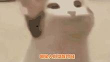 猫猫的眼神里写了太多！