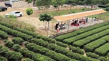 喜欢喝茶的看过来#茶园风光