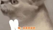 猫：来， 亲这！