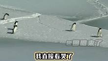 它们的意识在这一瞬间不再是企鹅，它们只想尽可能地去挣脱大地的束缚#企鹅