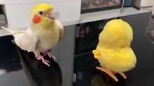 鹦鹉模仿电动小黄鸭 小黄鸭：给我摇没电了 你赢了 网友：送它去上学吧 学习能力太强了