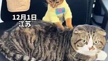 喵喵按摩师#沙雕迷惑行为 #猫 #猫咪的迷惑行为