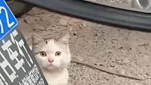 流浪猫对你的意义 虽然它不在你的家里，但它每天都会目送你离开，等待你回来。#萌宠 #流浪猫 #可爱 
