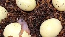 刚出生的蜗牛是要吃掉自己的蛋壳 #蜗牛