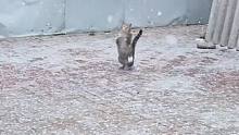 当喵星人初遇下雪天时，一蹦一跳捕雪成趣，画面温暖又治愈“家狸不知冬日寒，扑雪只当花一团”#下雪天 #