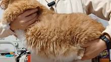 兽医给大橘猫做康复运动 猫猫不愿反抗无效#猫咪