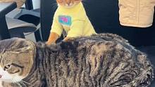 小猫一脸坚定的给大猫按摩 寄猫篱下 没有办法