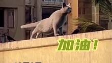 早上好，来和猫哥一起运动！ #动物的迷惑行为 #这猫一看就是练家子 #猫猫有多通人性