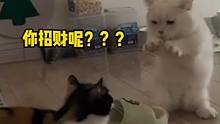 三花：真是一只颠猫！#猫 #可爱 #搞笑