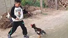 男孩与公鸡大战，从开始的进攻到最后逃跑，这只“战斗鸡”遇到强敌啦。 来源：@勤姐