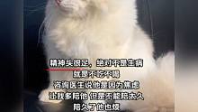 猫和主人气场不合 一时间不知道该心疼哪一个#猫猫的事情你少管 #萌宠 #搞笑 #万万没想到